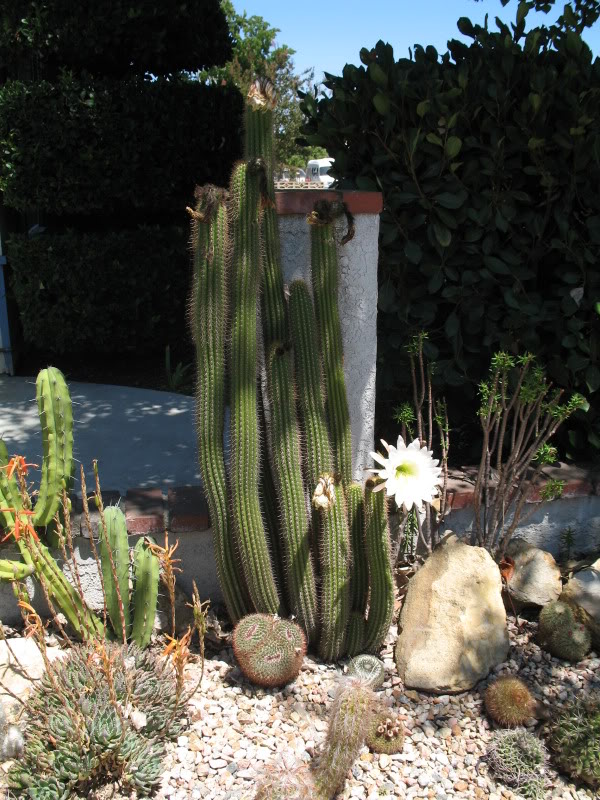 اچینوپسیس اسپاچیانا